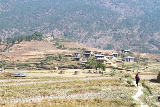 Tourists walking through the post harvest rice field heading to Chimi Lakhang or Chime Lhakhang temple, Buddhist monastery in Punakha District, Bhutan