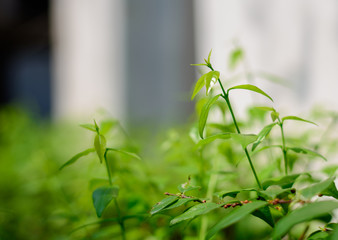 Young leaves of the tree are growing..