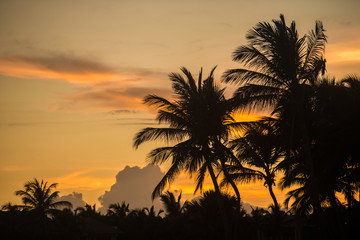 sunset palms 