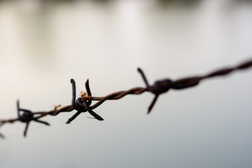 close up old barbed wire fence and ant.