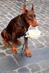 Grand-Place de Bruxelles : Chien tenant un panier en osier blanc
