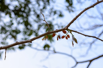 The trees are budding leaves.