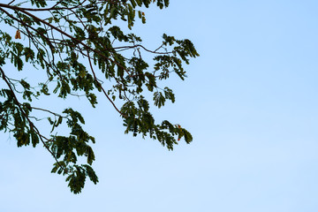 Tree branches against the sky.