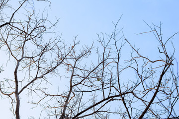 The remaining trees but the branches.