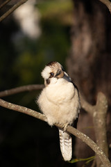 Smiling Kookaburra Perched 1