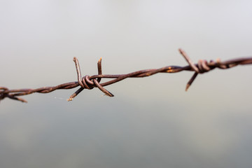 close up old barbed wire fence and ant. © 418 House