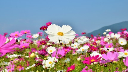 Fototapeta premium 美しいコスモスの花畑と青空