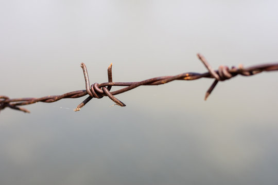 close up old barbed wire fence and ant.