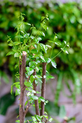 The growth of leaves.