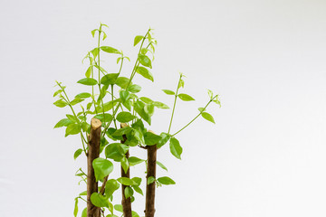 The growth of leaves on a white background with clipping path.