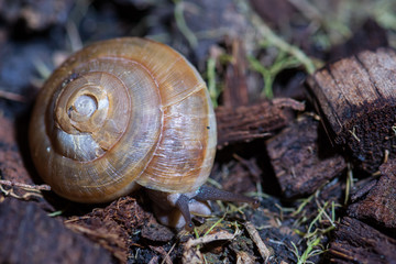 Snail on plant pot.