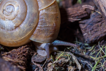 Snail on plant pot.