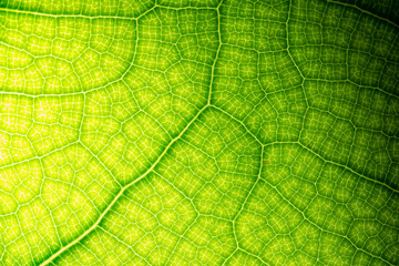 Leaves of time exposed to light.