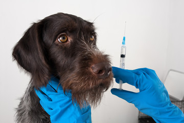 dog and hands of vet preparing syringe for injection