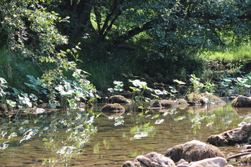 nature