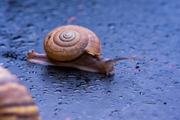 Close up snail on the table.