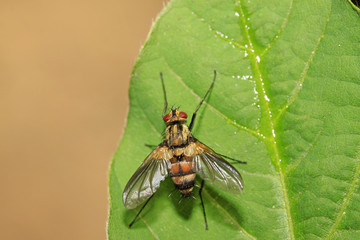 closeup of flesh fly