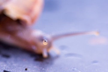 Close up eyes snail on the table.
