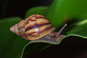 Close up snail on a leaf.
