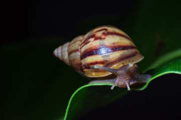 Close up snail on a leaf.