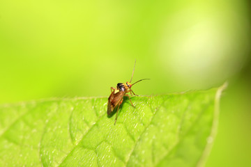 stinkbug on green leaf