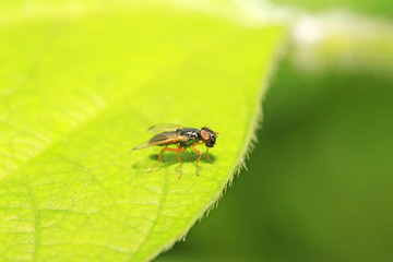 flies insects on green leaf