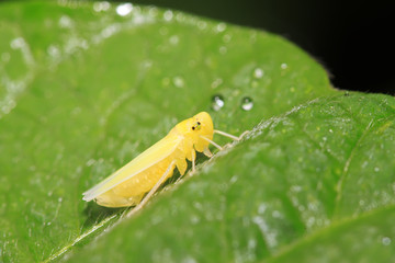 leafhopper larvae