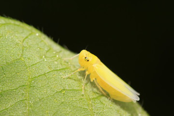 leafhopper larvae
