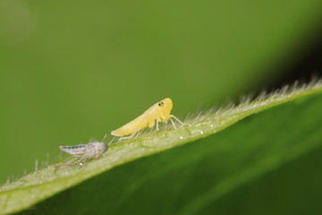 leafhopper larvae