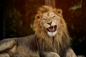 aggressive male lion