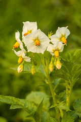 white tomato flowers with yellow stamen and green background