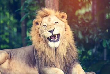 aggressive male lion
