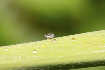 leafhopper