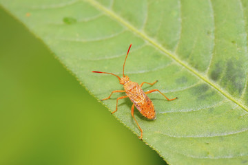 stinkbug
