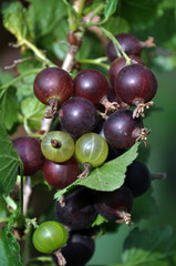 Branch of bush yoshta with berries