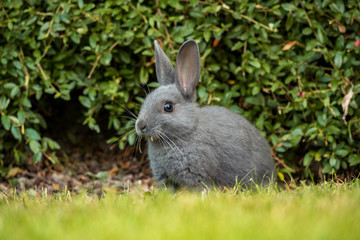 close up portrait of cute grey bunny sitting on the green grass ground with grass in its mouth