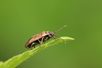 stinkbug on green leaf