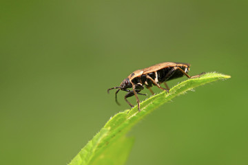 stinkbug on green leaf