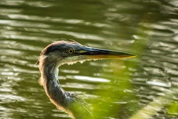 close up portrait of great blue heron in the green pond