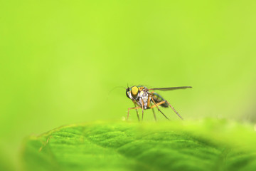 gadfly on a green leaf