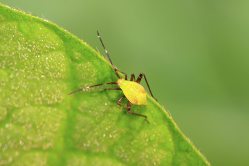 green stinkbug larvae on green leaf