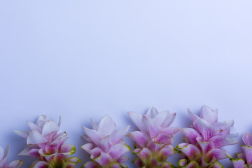 Siam Tulip On a white background.