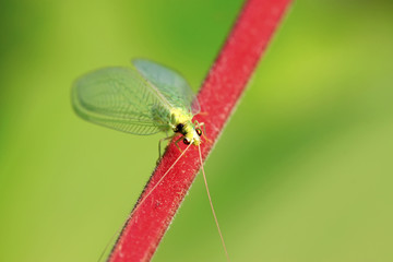 lacewing flies on green leaf