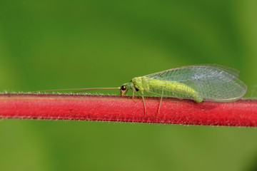 lacewing flies on green leaf