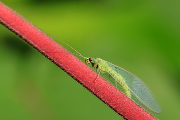 lacewing flies on green leaf