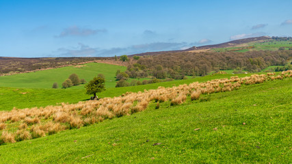 Fototapeta na wymiar Shropshire landscape at the Stiperstones National Nature Reserve, England, UK