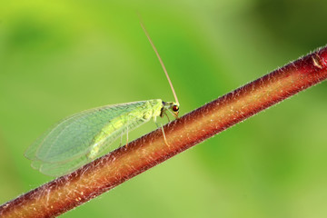 lacewing flies on green leaf