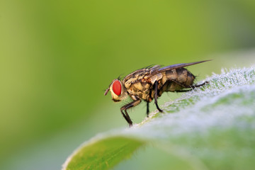 closeup of flesh fly