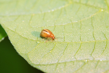 insects on the leaves