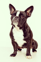 black and white french bulldog